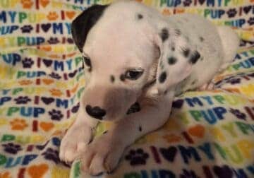 Mr. Sammy Dalmatian puppy