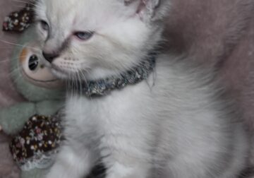 Blue Point Lynx Male Ragdoll