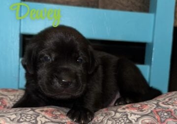 AKC black lab puppies
