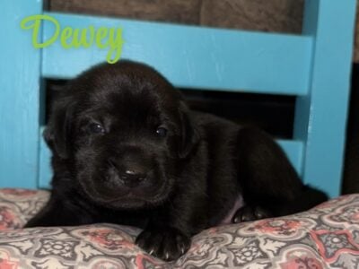 AKC black lab puppies