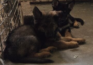German Shepherd Puppies