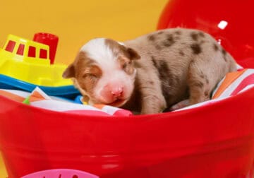 Red Merle Female #1