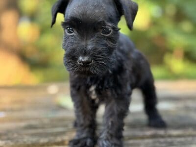 Miniature Schnauzer Puppy (Female)