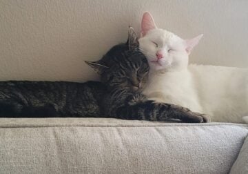 Cats in need