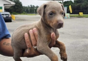 Doberman puppies