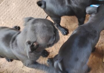 Puppies pug for sale