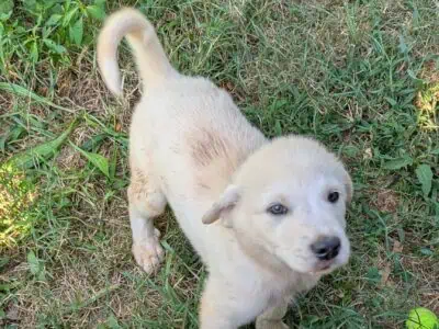 Puppies Ready for Forever Home