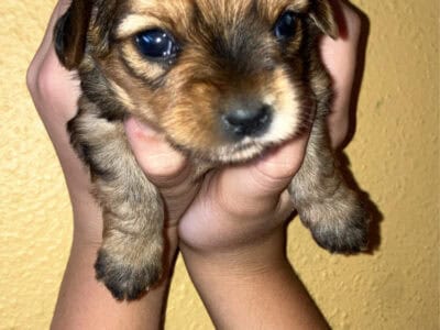 Dorkie Puppy