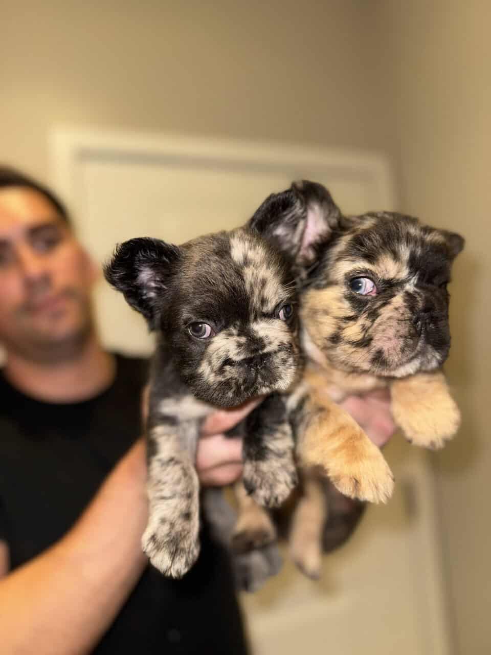 French Bulldog Pups Big Rope Fluffy Merle San Dieg image 2