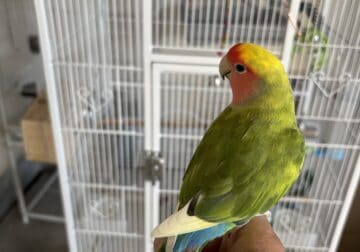 Lovebirds for sale (Tamed) Each cost 250$