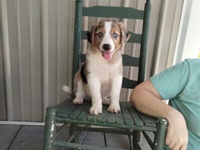 Australian shepherds