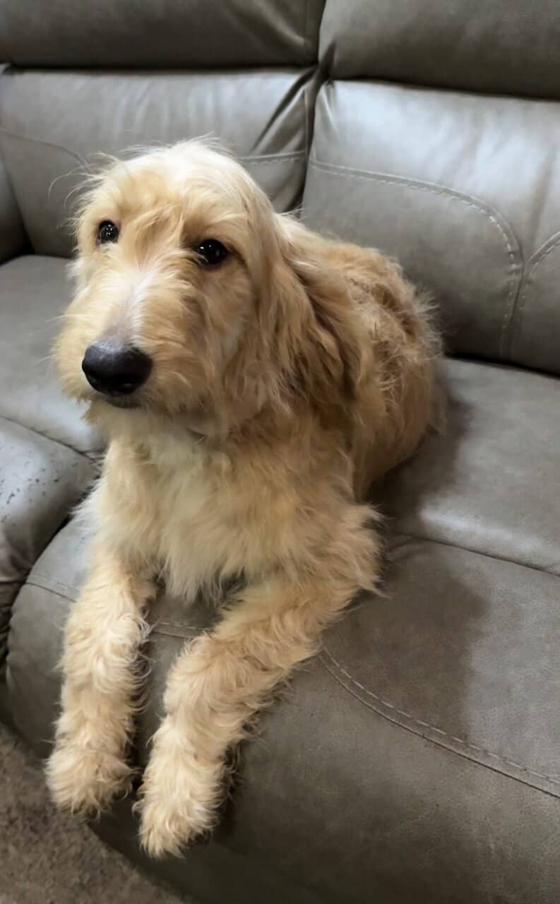 Goldendoodle Puppy - Golden Nugget image 8