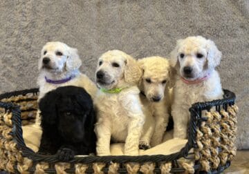 $500 AKC standard poodle pups ready now!