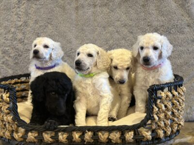 $500 AKC standard poodle pups ready now!