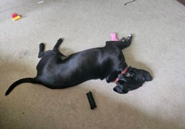 Black lab mix urgently needs rehomed