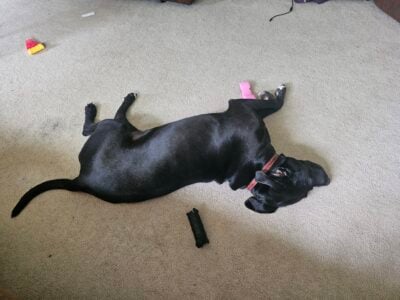 Black lab mix urgently needs rehomed