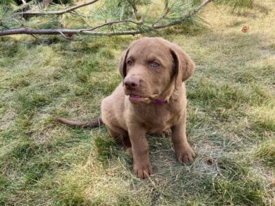Chesapeake Bay Retriever male puppies for sale