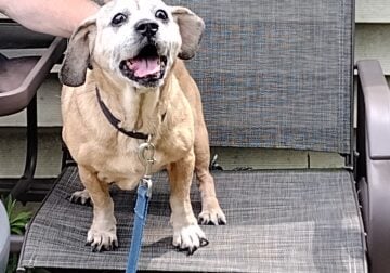 Loki (puggle, female)