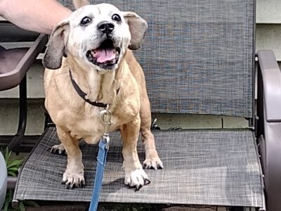 Loki (puggle, female)