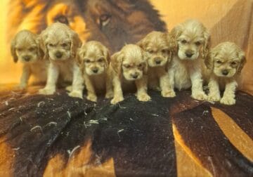 English Cocker Spaniels
