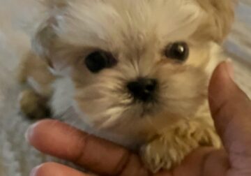 Adorable Shih Tzu Puppies