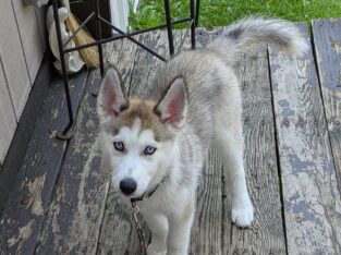 Female AKC Siberian Husky