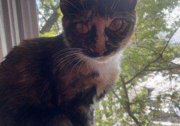 Free kitty