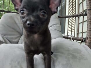 Short Hair Chihuahua Male