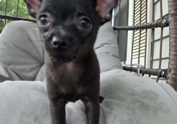 Short Hair Chihuahua Male