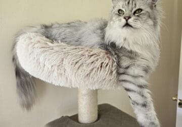 Maine Coon Female’s