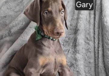 “Gary”