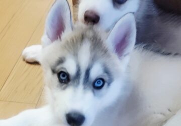Pomsky puppies born 6/20/2025