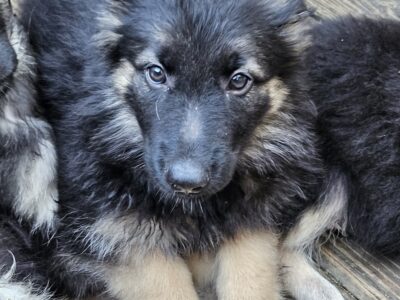 German shepherd Puppies coming soon