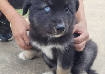 Husky puppy dog