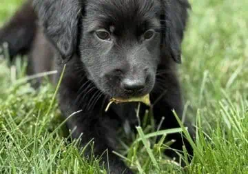 Doodle puppy for sale