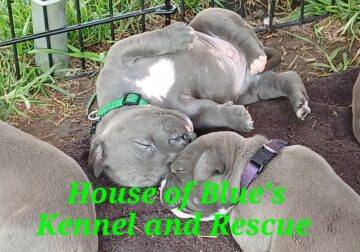 Blue Nose APBT Green Male