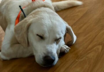 Chunks 2.5 years old needs a Furever home!!