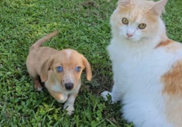 Dachshund/Corgi puppies