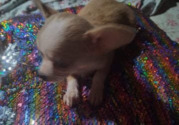Worthy – NE Oklahoma – Female