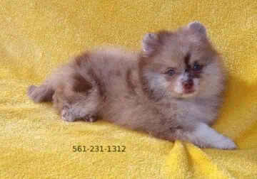 Rare Exotic Chocolate Merle Pomeranian Puppy