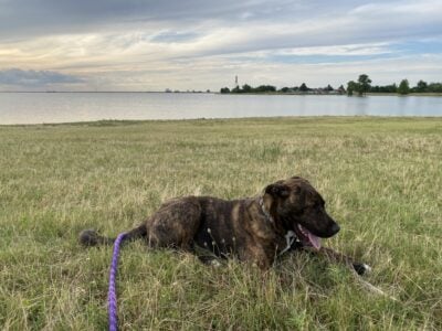 8month old Stanford Terrior free to good home.
