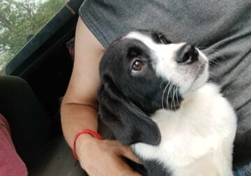 1 year old mixed breed