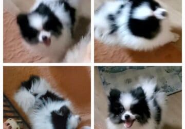 Beautiful Pomeranian