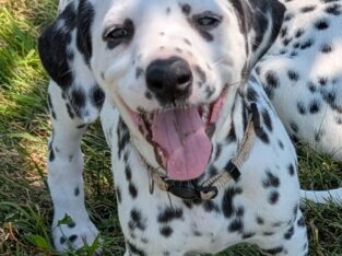 Dalmatian puppies