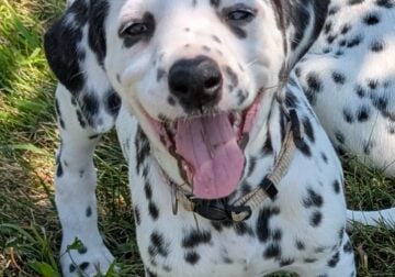 Dalmatian puppies