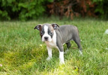 AKC Boston Terrier female pup in Indiana (Jewel)