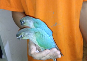 Tame Conures