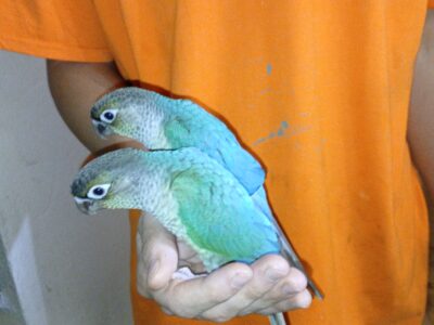 Tame Conures