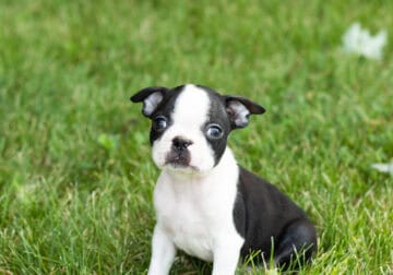AKC Boston Terrier male pup in Indiana (Cruze)