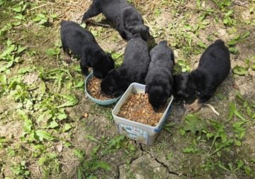 Rottweiler puppies